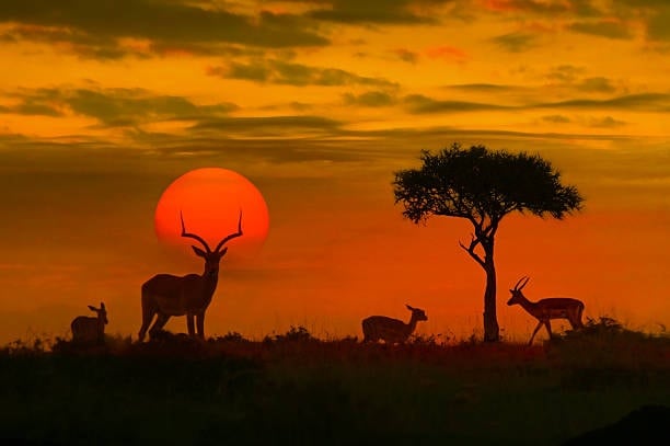 Kruger Sunset & Night Drive