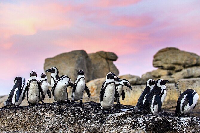 Private Cape of Good Hope & Cape Point Tour