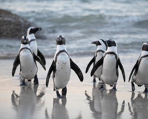 Half-Day Boulders Penguins & Cape Point Tour