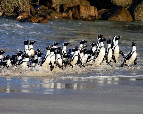 Cape Peninsula Shared Tour