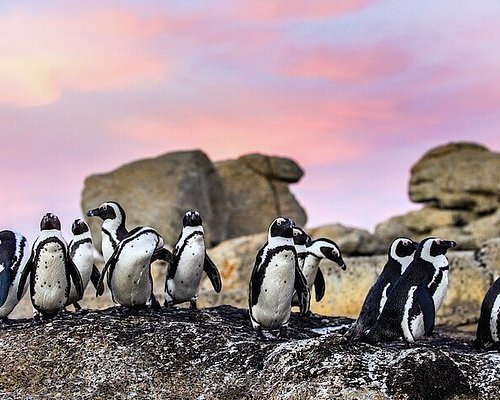 Private Group Tour Cape of Good Hope & Penguins