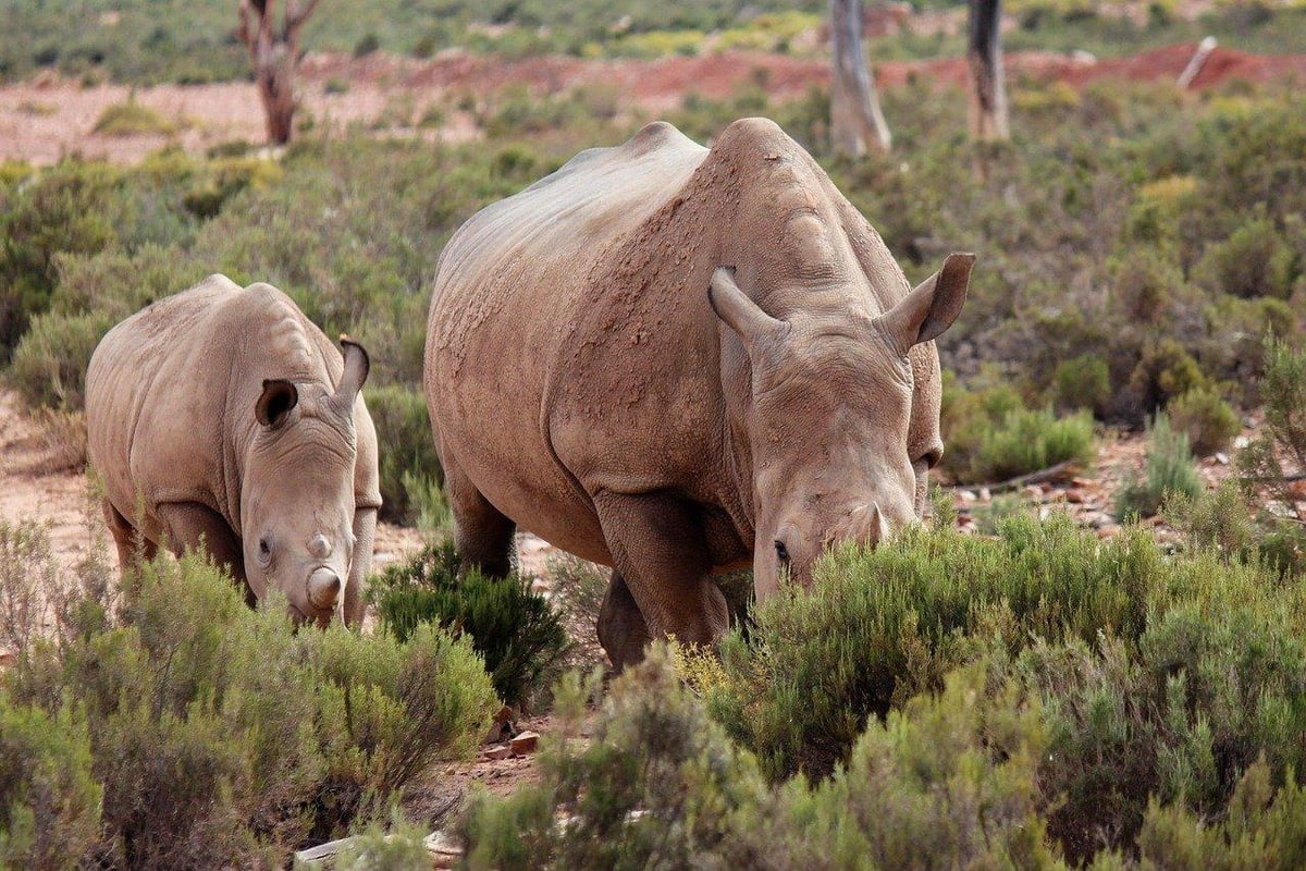 Aquila Big 5 Safari Day Trip photo 3