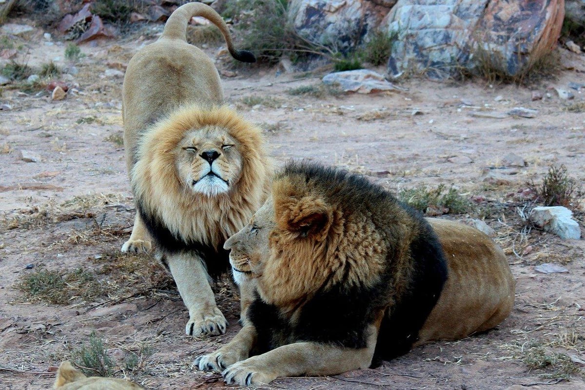 Aquila Big 5 Safari Day Trip photo 4