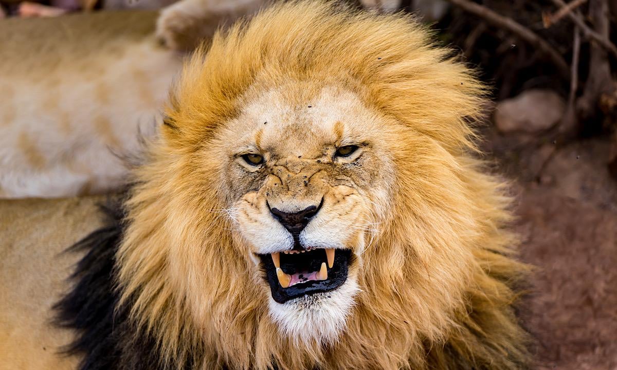 Aquila Big 5 Safari Day Trip