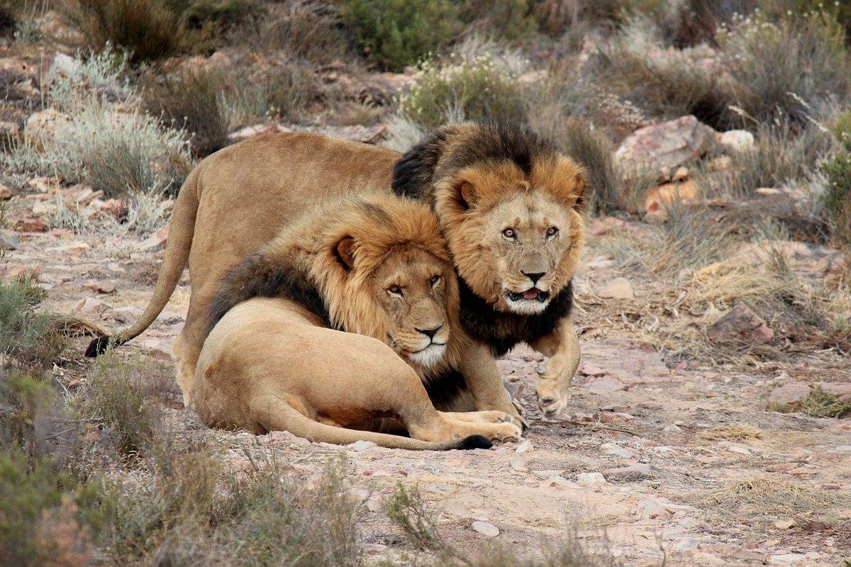 Aquila Big 5 Safari Day Trip photo 5