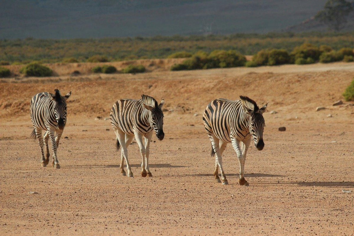Aquila Big 5 Safari Day Trip photo 6