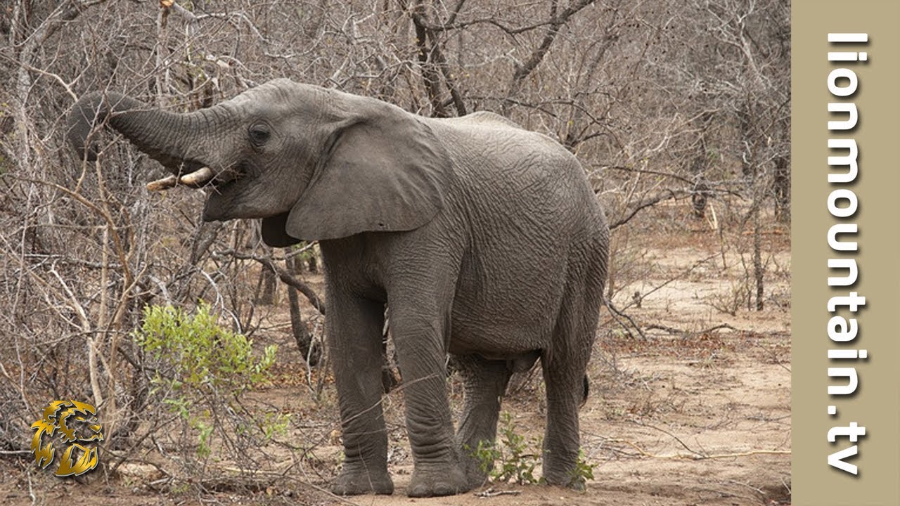 Kruger National Park Full-Day Open Vehicle Safari