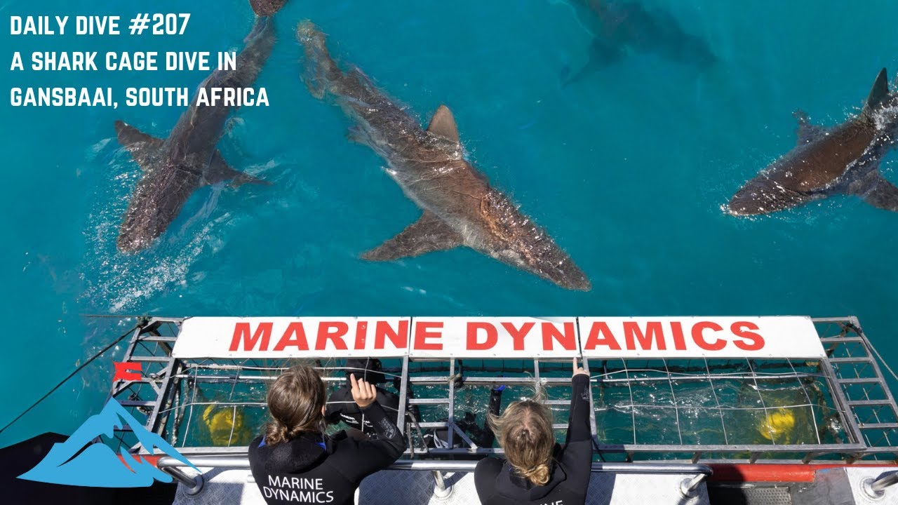 Shark Cage Diving & Penguin Tour Cape Town