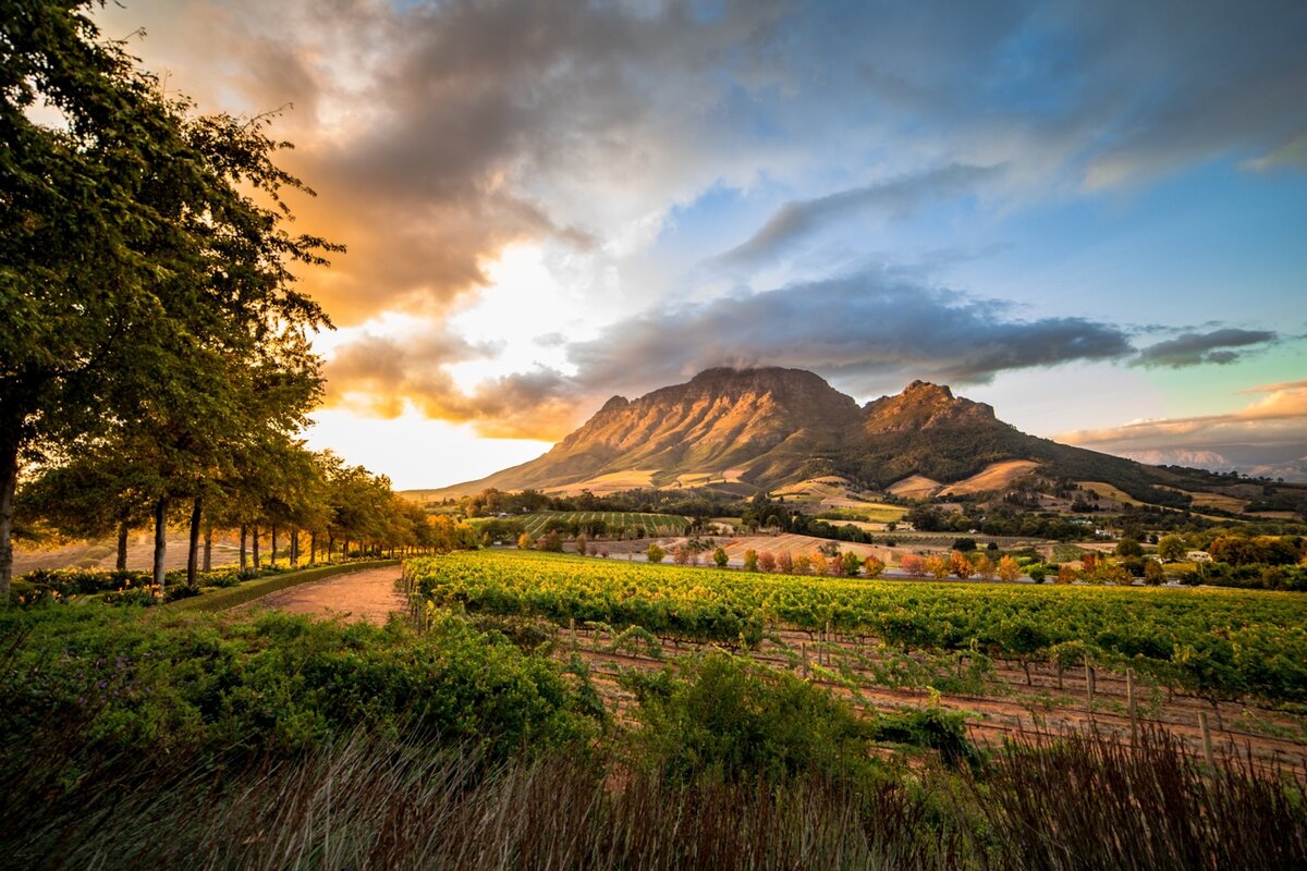 Cape Winelands Luxury Wine Tour