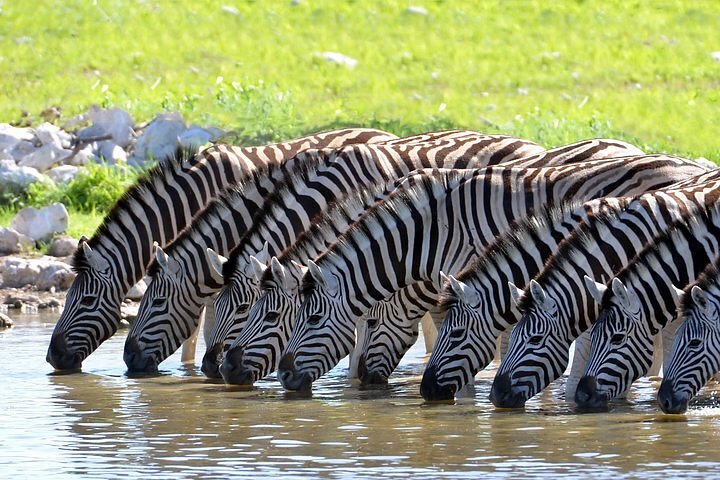 2-Night 5-Star Sanbona Game Reserve Safari with Private Transfers