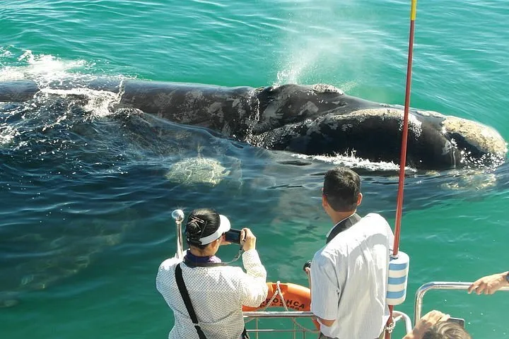 Hermanus Whale Watching & Penguins Shared Tour