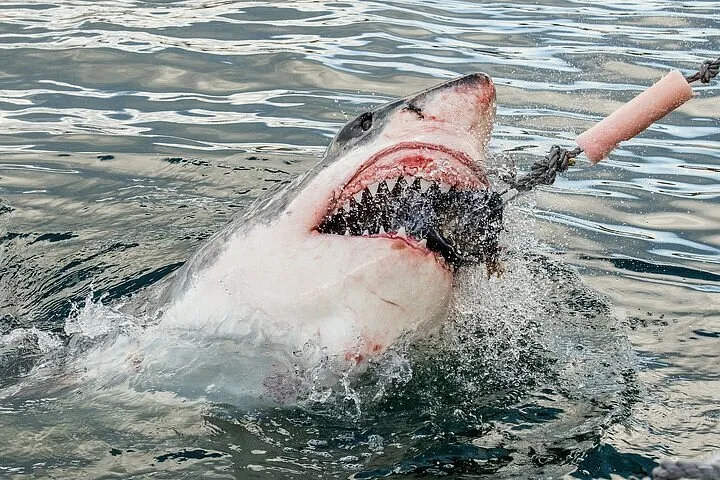 Shark Cage Diving & Penguins Tour — Private Transfers to Gansbaai