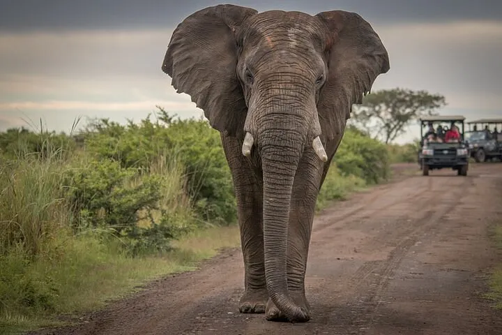 5-Day Garden Route Shared Tour Including Addo Elephant Park