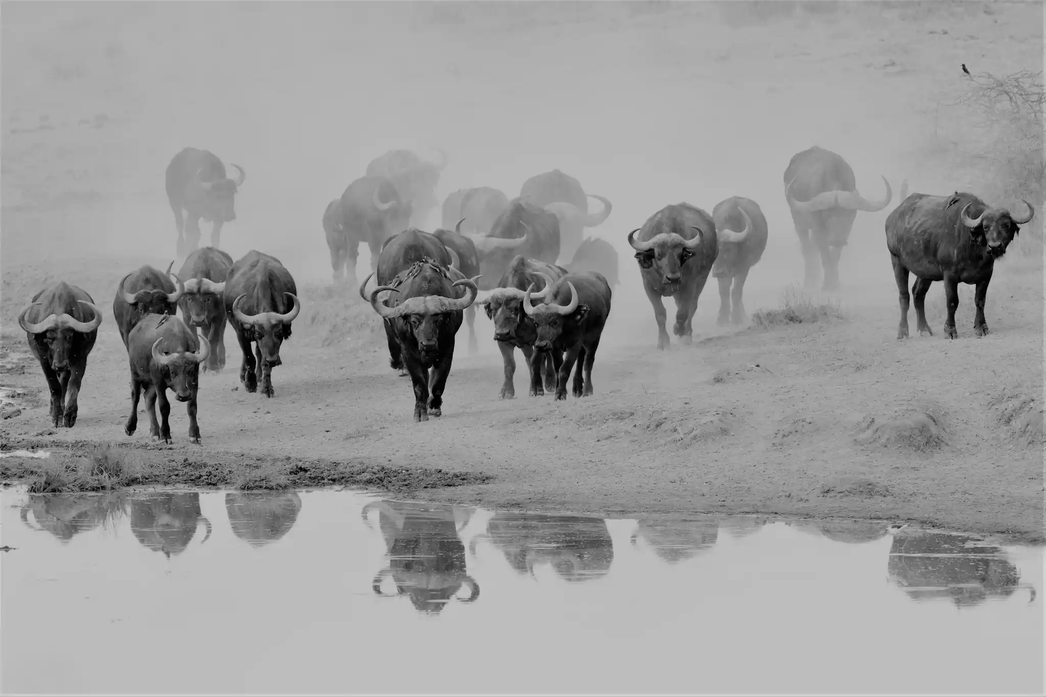 Cape Buffalo