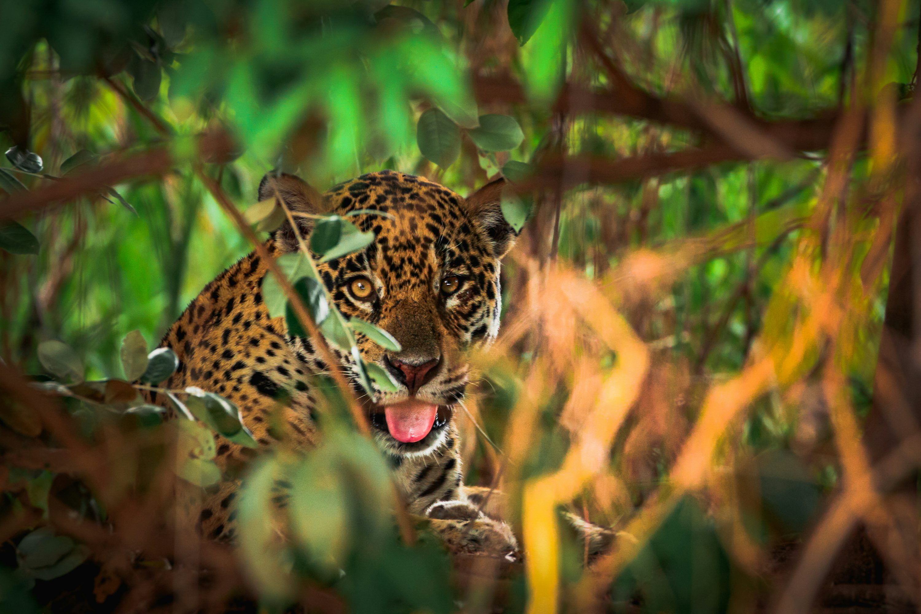 Leopard