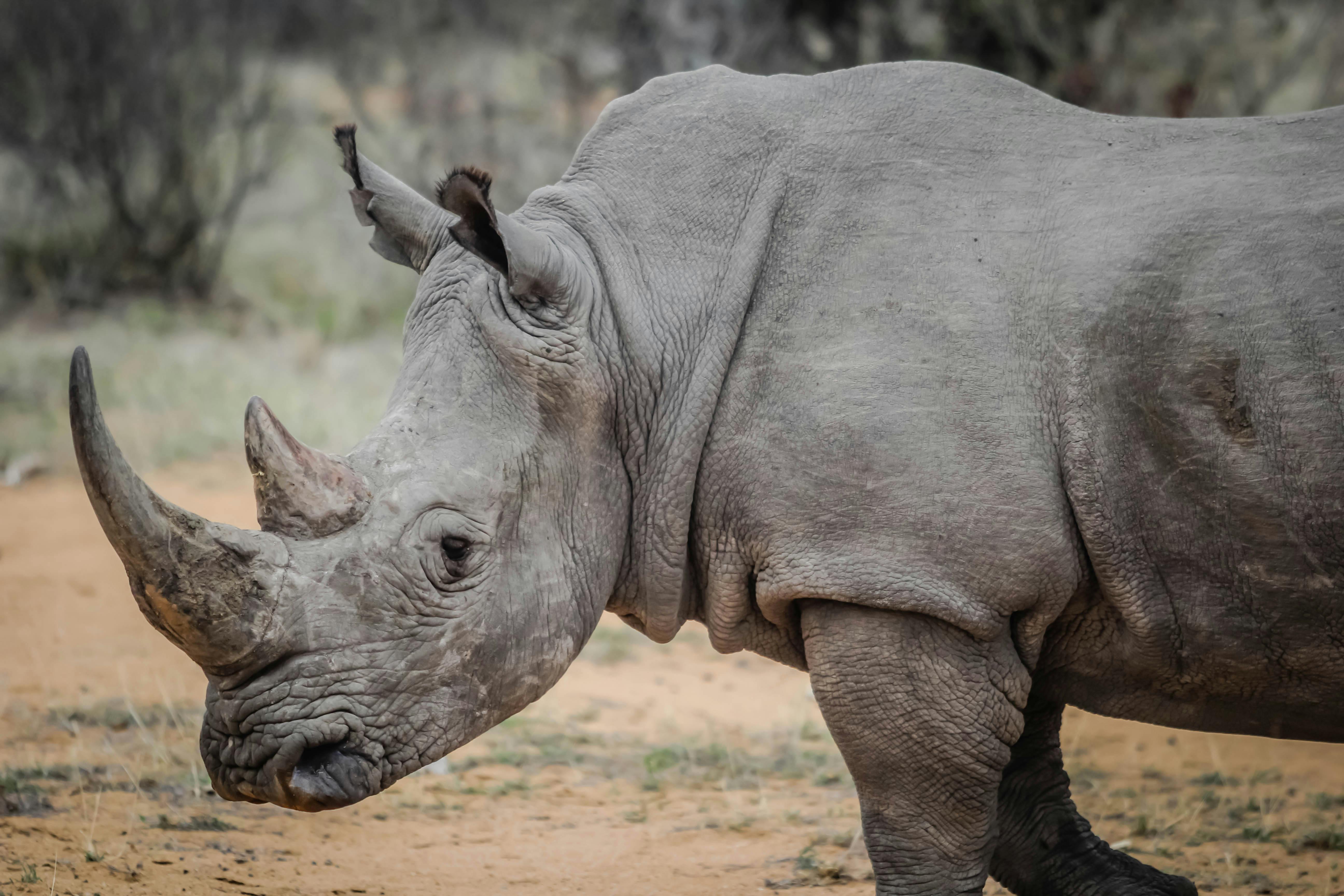 White Rhino
