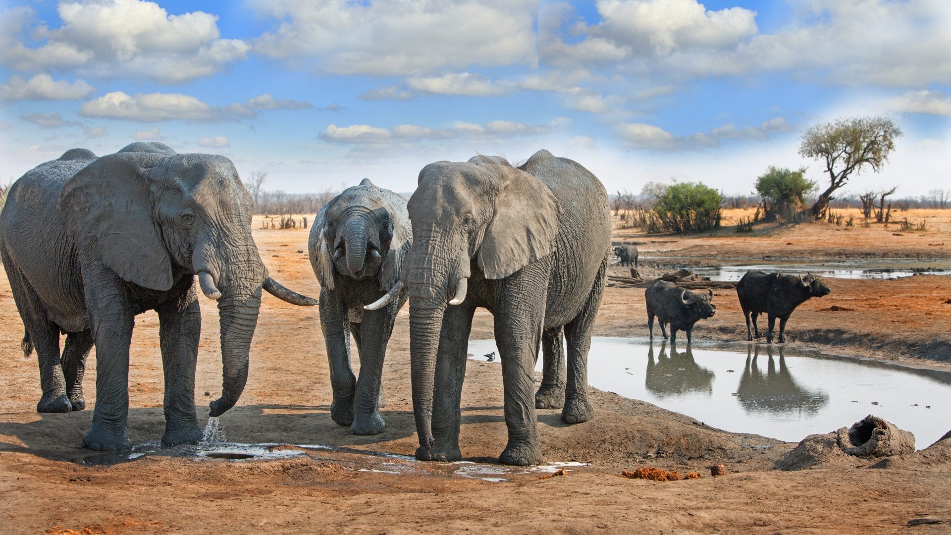 Hwange National Park Guide 2025: Zimbabwe's Greatest Wildlife Sanctuary
